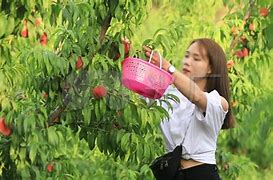 桃子视频app安卓版的简单介绍-第1张图片-太平洋在线下载