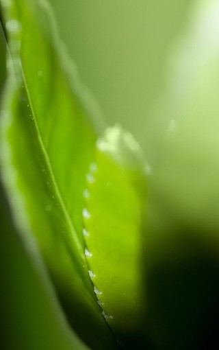 绿色资源网手机版下载的简单介绍-第2张图片-太平洋在线下载