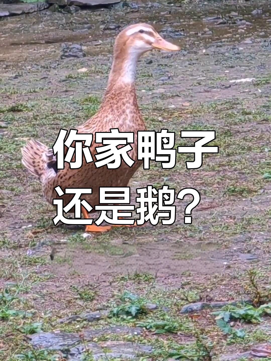 苹果版鹅鸭鹅鸭杀手苹果版下载